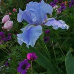 iris-e-geranium
